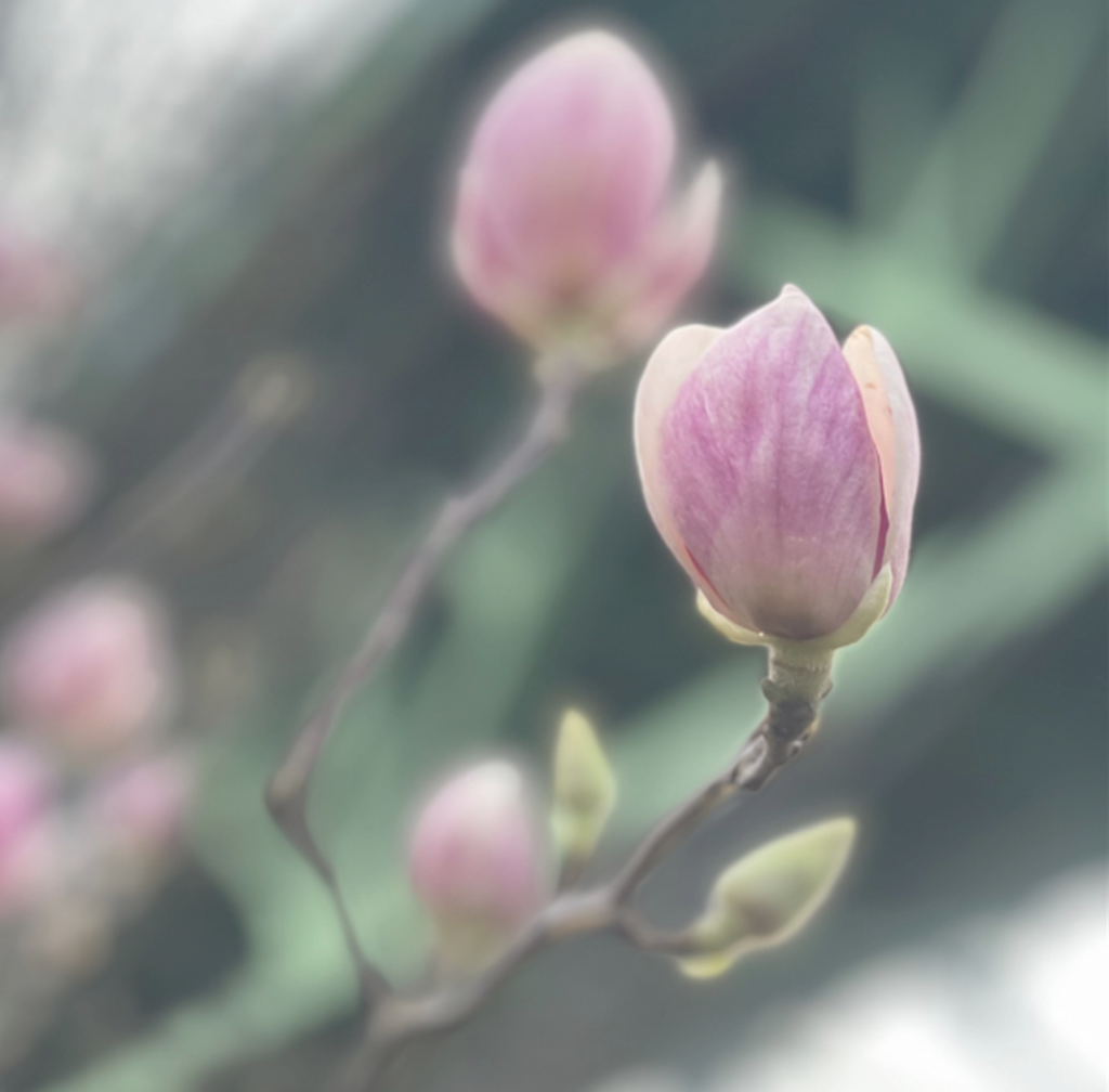 Blooming Bud to highlight protection of legacy